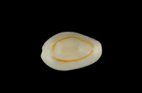 藏品(金環寶螺)的圖片